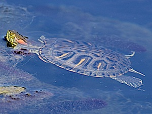 Red-eared Slider